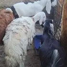 ذبايح تيوس مخاصي