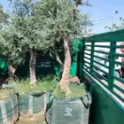 يوجد لدينا جميع انواع الزيتون المعمر