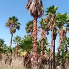 نخيل وشنطني وعربي بجميع المقاسات