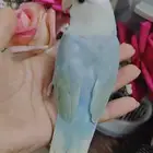 ببغاء الروز أليف لعوب مغرد