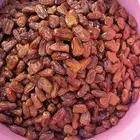 تمور حائل الفاخره
