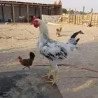 ديوك بلدي مع الذبح وصلخ على الطلب