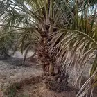 نخل جثايث خلاص للبيع