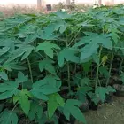 بباي ردليدي من اجود انواع البباي والسعر مناسب