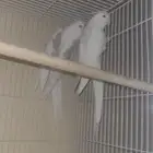 جوز كروان طفرة