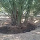 توريد جميع انواع النخل