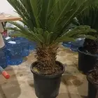 تنسيق حدائق أشجار وزهور