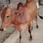 حسيل - وحسيلة للبيع على السوم