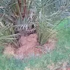 نخيل مثمر بجميع انواعه ومقاساته ومجذر