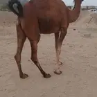 ناقه ساحليه فرديه تم البيع