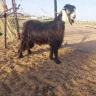 للبيع تيس عارضي السن ثني الصح شرط منتج