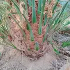 نقايل فسايل جثايث نخل جميع انواع