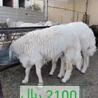 طليان اضااحي حريه ناااهيه