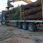 مقولات نخيل وتركيب جميع انواع شبوك وتكريب وتنظيف نخيل