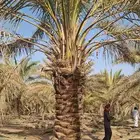 يوجد لدينا جميع انواع النخيل
