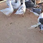 وز هولند ومصري منتج