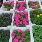 تنسيق حدائق