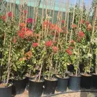 مشاتل الرياض للاشجار