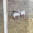 شاه منتوج ونعجه منتوج