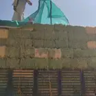 برسيم صافي الموقع ساجر