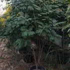 مصطفى بيع جميع انواع النخل والشجر والعشيب والورد والزهر وقص