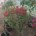 جهنميات بجميع انواعهن مليزي تايلندي