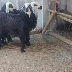 رخال نجد دغم