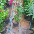 مشاتل وتنسيق الحدائق ابوحسن