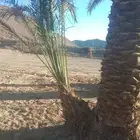 عمال تكريب وتنظيف النخل