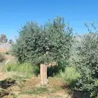 اشجار الزيتون معمره وسغيره جميع المقاسات