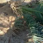 فسائل شبه بلاش جميع الانواع متوفره الموقع ساجر