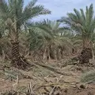 يوجد لدينا جميع انواع النخيل عربي واشنطني تكراب تنضيف