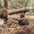 نخل للبيع