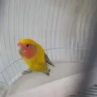 روز للبيع
