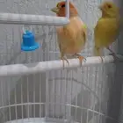 عرض طيور للبيع بالأقفاص ب 400