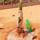 نخل اخلاص برحي سكري هلالي صقعي مصيفه