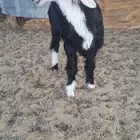 دواغير رواضيع نجد