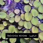 نبات طافي ممتاز للأحواض   مناسب لأسماك الزينة والشرمب