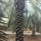 نخل وشنطن زينه ونخل عربي وأشجار