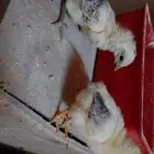 صوص دجاج بلدي واندونسي