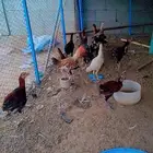 سلام عليكم اعرض على انظاركم دجاج 16