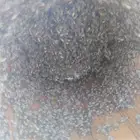 نحل بلدي للبيع محايلي وافرنجي