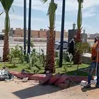 نخل واشنطني امريكي زينه للبيع