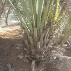 يوجد عندنا فروخ صقعي وخلاص وبرحي طيبه اسعار مناسبه لتواصل