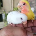 للبيع طقطق حبتين