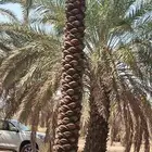 يوجد لدينا نخيل للبيع