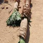 نخيل واشنطونيا للبيع بجميع انواع المقاسات