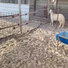 خروف حري للبيع