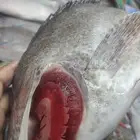 اسماك اليوم