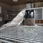 كروان هولندي
